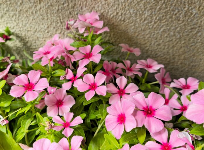 Vinca Outdoor Flowering Plants in Dubai, UAE