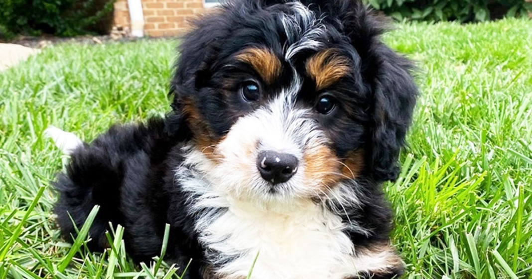 Mini Bernedoodle